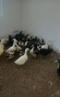 فروش اردک،مرغ شاخدار،جوجه محلی فیروزکوه