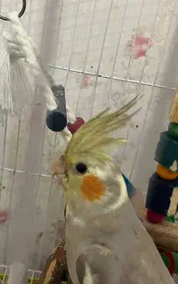 عروس هلندی