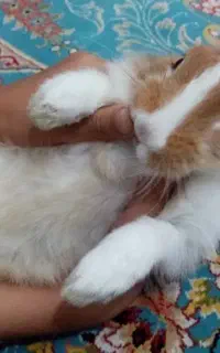 خـرگـوش