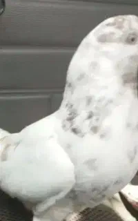 کفتر نر