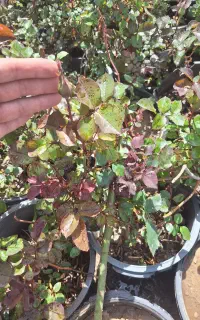 گل رز درشت تنومند گلدار و پر غنچه پایان کار