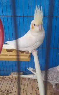 عروس هلندی