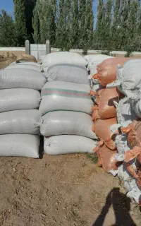 پوکه آفتاب گردان