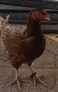 مرغ و خروس