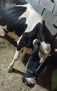 گاو گوساله هلشتاین