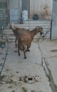 بز شیری