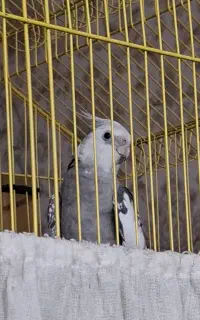 عروس هلندی نر باقیمت مناسب قناری
