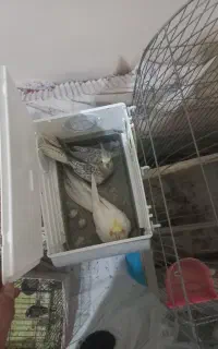 یک جفت عروس هلندی ۳۵۰۰۰۰۰