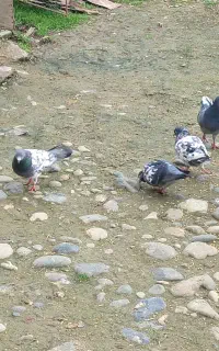 دوتا سه تا نر  واسه فروش تیدی کمانگر