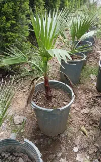 پالم واشنگتن تنه قرمز