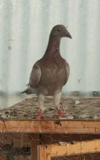 جوجه آلمانی و سار