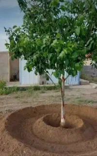 خدمات باغبانی هرس اصولی اره برقی بخانید متن را