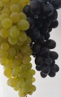 انگور سیاه فخری عسکری