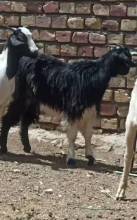 بزغاله نر و ماده
