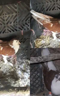 یک مادع پاپر کاکل دو بال