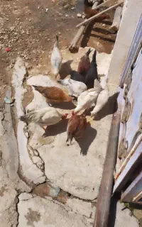 جوجه محلی اصل بشرط