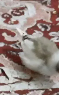 فنچ گمشده