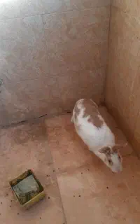 خرگوش ماده