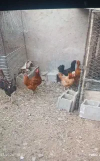 ۵عدد مرغ ی عدد خروس