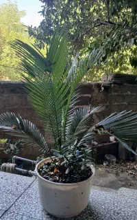 گل کاکتوس صخره ای و کراسولا