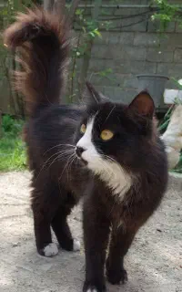 گربه واگذار