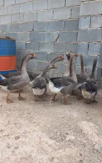 غاز دورگه