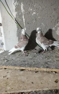 یک جفت شازده جوانه ۶ پری نرو مایع