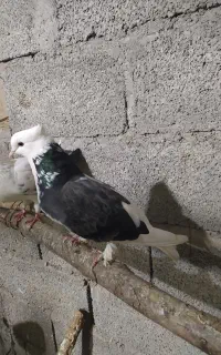 کبوتر  معاوضه شازده پرستویی چتری