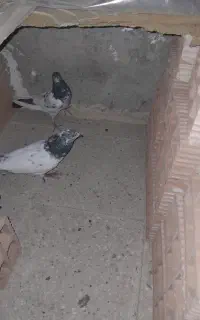 کفترکله دم سبز