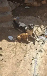 سگ گوسفند حیوانات مزرعه