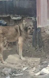 واگذاری سگ