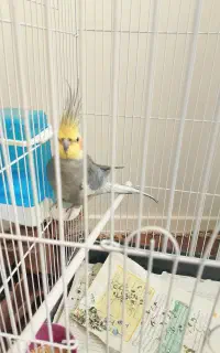 عروس هلندی