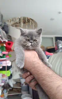 اسکاتیش پرشین