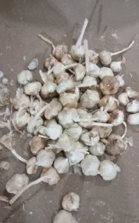 نیازمند کارگر سیر