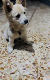 گمشده