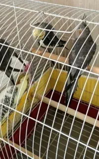 عروس هلندی