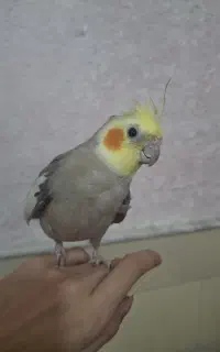 عروس هلندی نر و ماده
