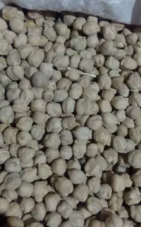 نخود بهاره 490