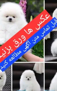 پامرانین عروسکی وارداتی جیبی ضمانتی