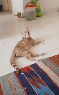 گربه رایگان ۲عدد نر واکسن خورده