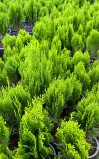 کامیس سبز فشرده