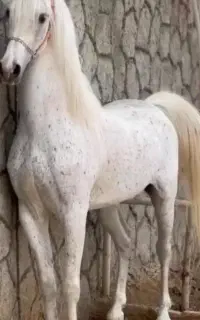 کشش مادیان با سیلمی نیران الشغب