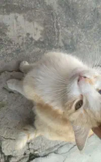 گربه خانگی واگذاری رایگان