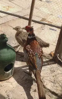 مرغ و خروس نژاد آمریکایی