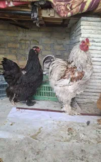 مرغ و خروس و تخم مرغ فیروزآباد فارس