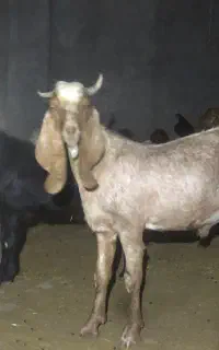 بزغاله نر  پاکستانی