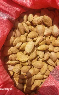 بادام شیرین تازه بار کشاورز