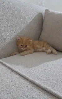 بچه گربه 2ماه نژاد پرشین کلاسیک  به فروش میرسد