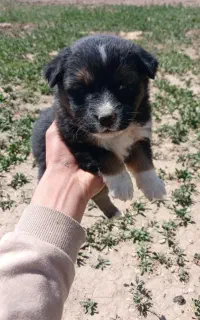 توله سگ پاکوتاه