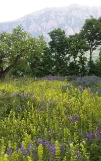 علف ریسه ای